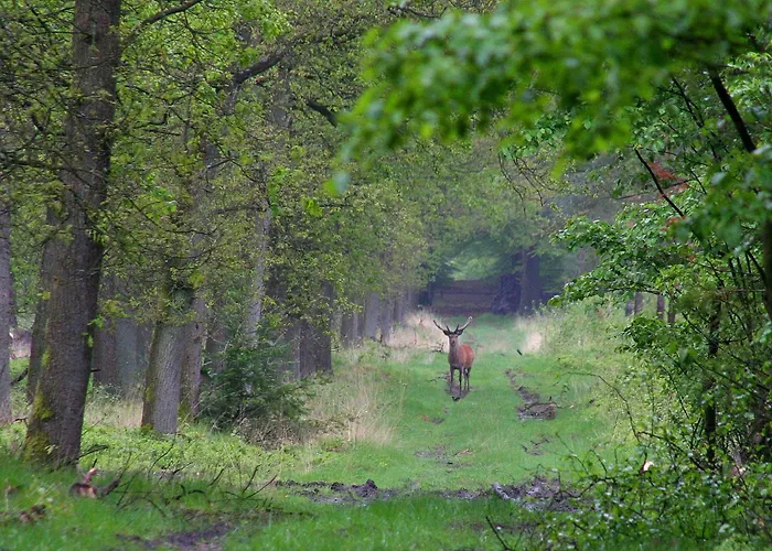 Spacious Near With Sauna *